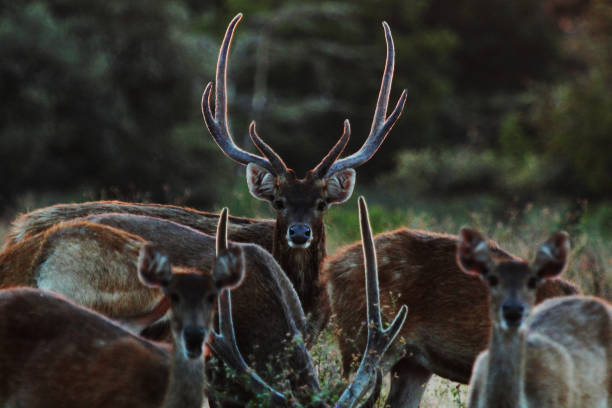 istock A Herd of Deers 1391718928