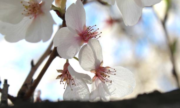 Yoshino cherry blossoms