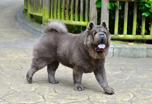 A Gray Chow Chow Dog Struts on a Sidewalk at a Local Park in Northern Spain. Wooden Fence Covered in Moss in the Background.