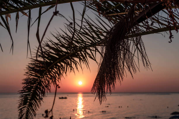 istock Palm tree at sea and sunset summer background 1391723489