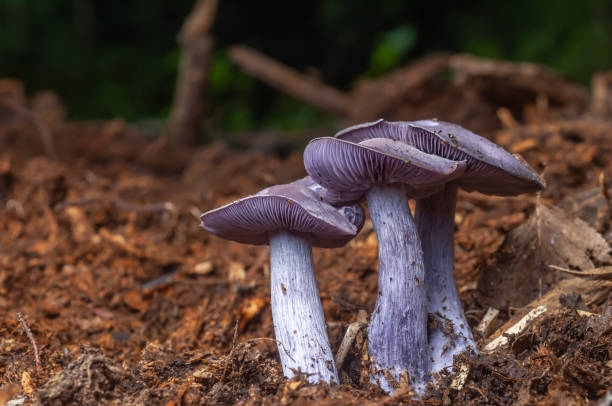 Wood Blewit (Lepista nuda) edible blue mushroom in a forest. Wood Blewit (Lepista nuda) edible blue mushroom in a forest. Blewit stock pictures, royalty-free photos & images