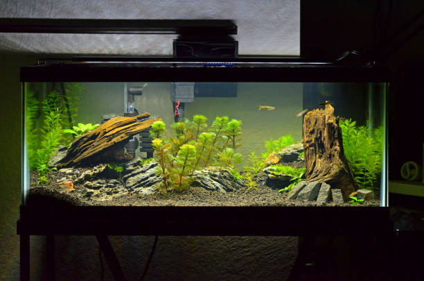 Microfish Planted Aquascape A 20 Gallon Long Planted Aquarium with Small Fish (Zebrafish Danio Rerio) and Live Plants (Fanwort Cabombaceae Cabomba; Green Foxtail Myrio Myriophyllum Pinnatum; Anubias Nana Petite), as well as Malaysian Driftwood and Seiryu Stone and Basalt Hardscape. LED Lights. aquaponics photos stock pictures, royalty-free photos & images