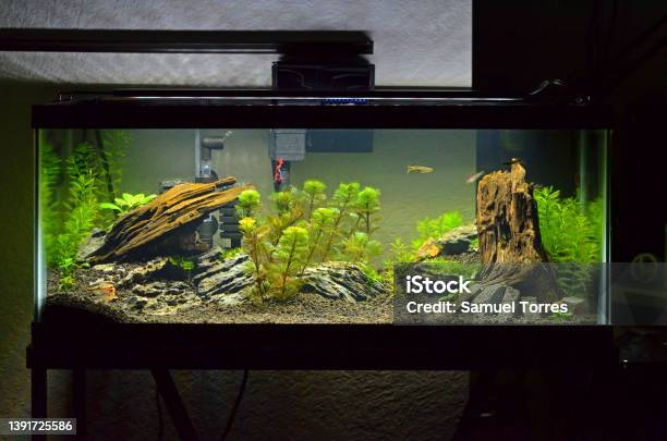 Microfish Planted Aquascape Stock Photo - Download Image Now - Fish Tank, Aquarium, Hardscape