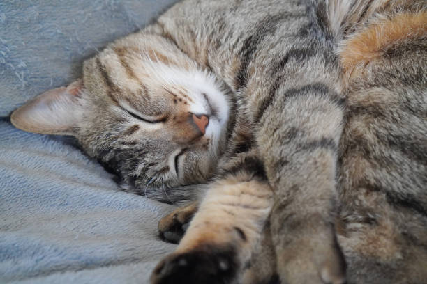 istock Cat sleeping in the room 1391726333