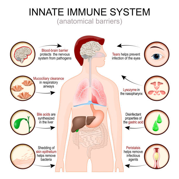 230+ Innate Immune System Stock Photos, Pictures & Royalty-Free Images -  iStock