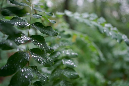 Water droplets on green leaves after the rain.