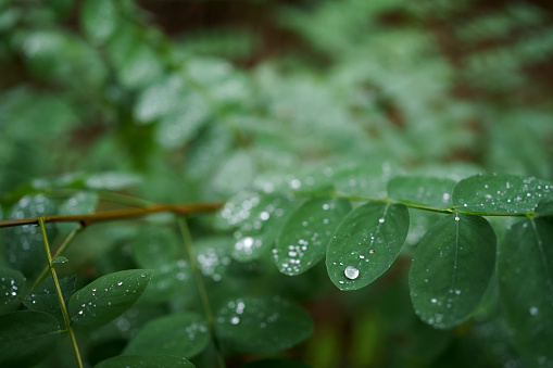 Water droplets on green leaves after the rain.