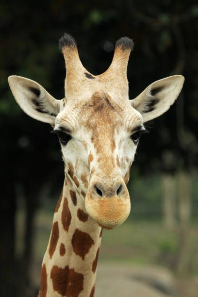 istock Giraffe Face Portrait - stock photo 1391728170