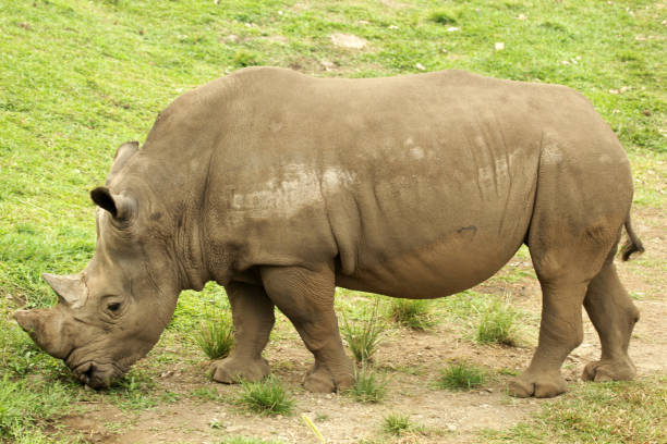 istock Sumatran Rhinoceros Full Body 1391728196