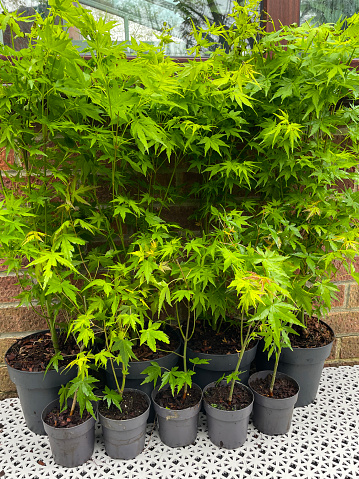 Stock photo showing Japanese maples (Acer palmatum) in flower pots being trained into shape with wire. The trees are located on interconnecting, white plastic decking tiles in front of a brick wall.