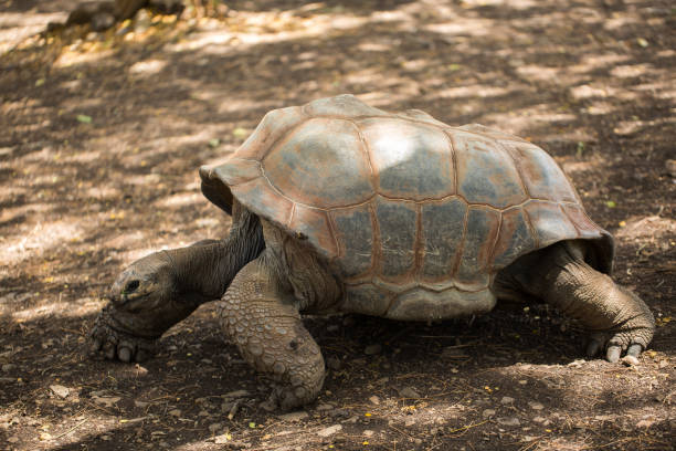 istock Giant turtle in its natural environment in Mauritius 1391730213