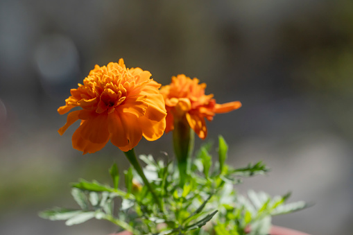 Galamondin is a variety of orange that has heavily scented flowers and miniature orange fruit. Close up view of a fruit with blossoms.