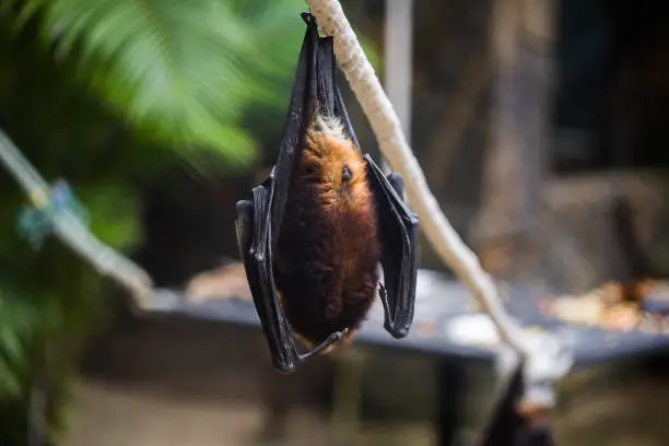 Bats are hanging in zoo cage. Giant golden-crowned flying fox.