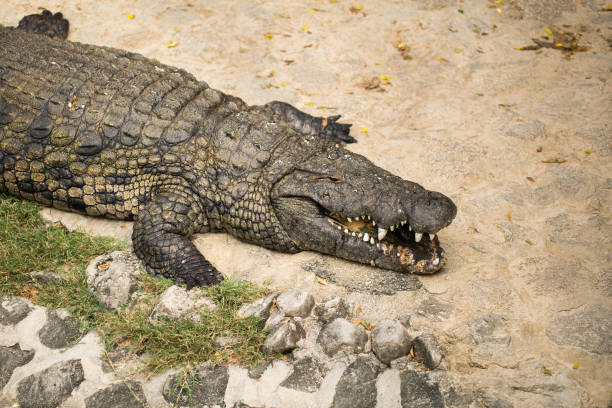istock Crocodile on the sand in the zoo 1391731283