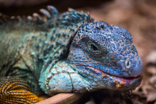 istock The blue iguana close-up in a terrarium 1391731329