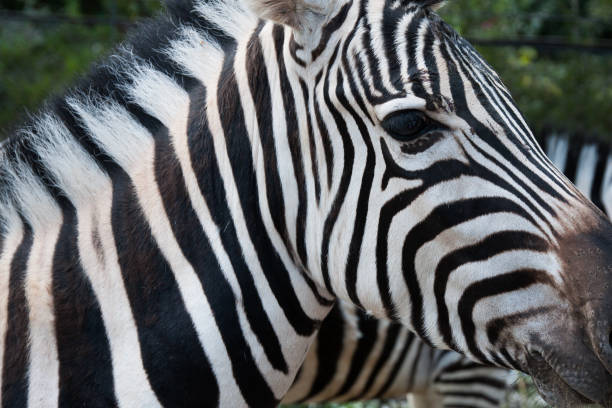 nahaufnahme des gesichts eines zebras. - addo south africa southern africa africa stock-fotos und bilder