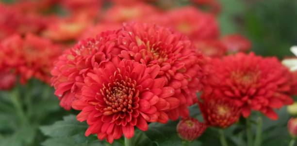 istock Indonesian Flowers Garden 1391734123