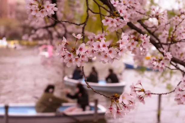 Cherry Blossoms against boats in Ueno Park Lake