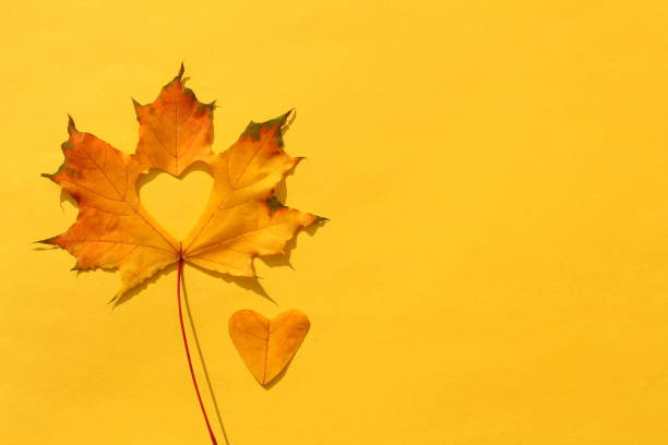 su uno sfondo giallo giace una foglia d'acero giallo secco con un cuore tagliato nel mezzo. - maple leaf close up symbol autumn foto e immagini stock