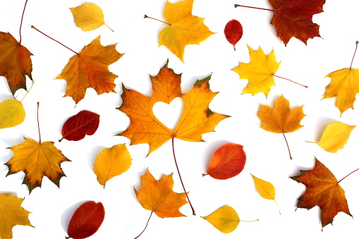 Texture from beautiful autumn leaves on a white isolated background.
