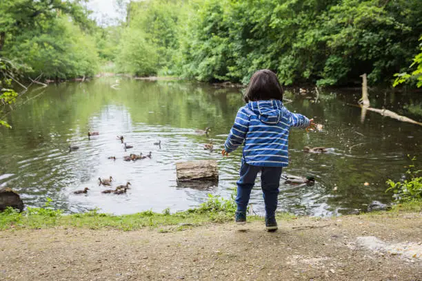 Photo of Cute little child feeding ducks in the pond in a park