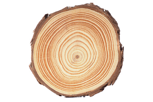 Wooden stump felled piece isolated podium background. Round cut tree with rings - beauty cosmetic concept
