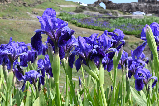 Iris sibirica, is a species in the genus Iris. It is a rhizomatous herbaceous perennial, from Europe and Central Asia. It has long green grass-like leaves, tall stem, 2–5 violet-blue, to blue, and occasionally white flowers. It is cultivated as an ornamental plant in temperate regions
