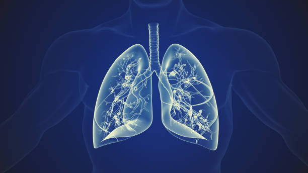 istock Human body with lungs medical background 1391739218