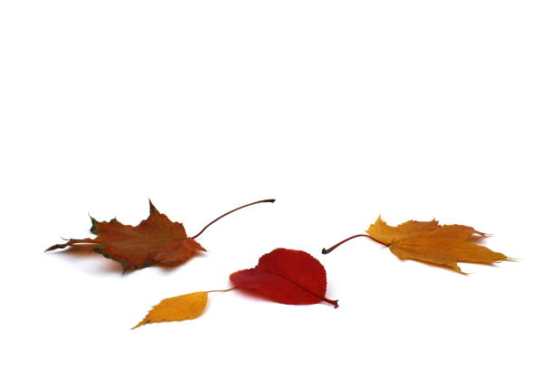 Autumn bright leaves lie on a white background.