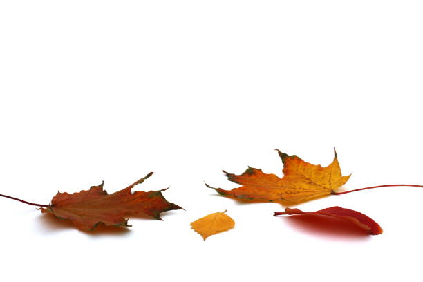 istock Autumn bright leaves lie on a white background. 1391740111