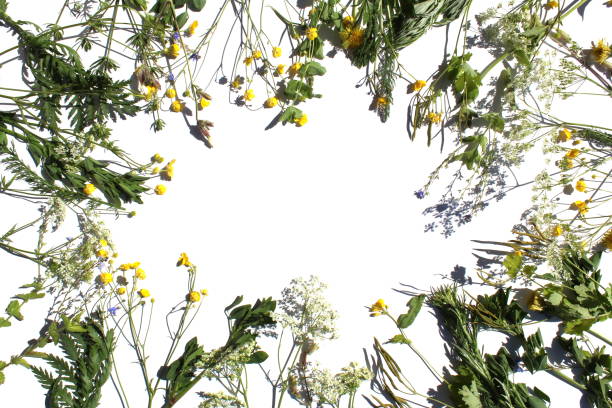 Medicinal wild flowers and plants lie on a white background with space for text.