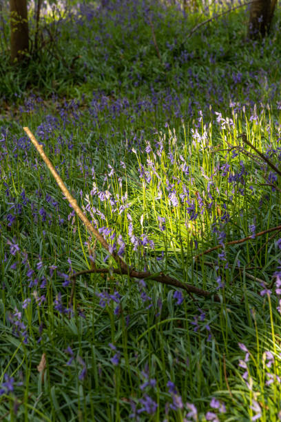 istock Bluebells flowers in Surrey England 1391740343