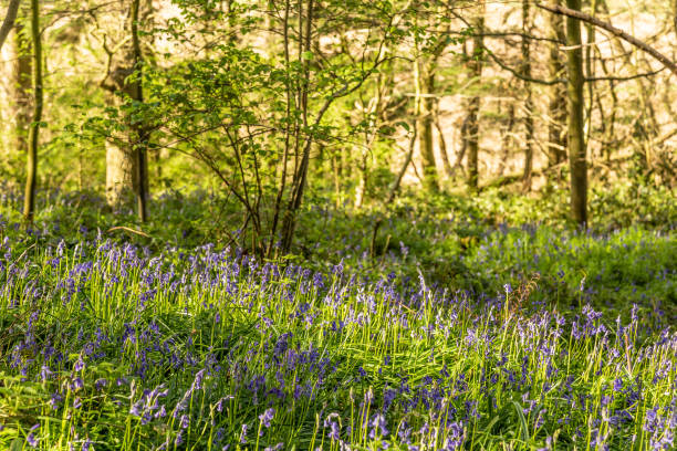 istock Bluebells flowers in Surrey England 1391740344