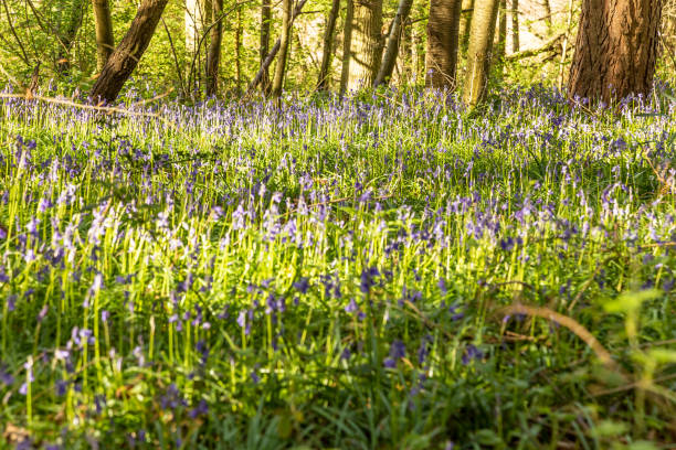istock Bluebells flowers in Surrey England 1391741108