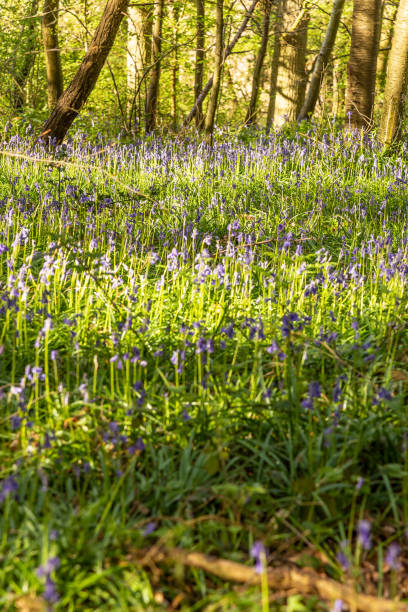 istock Bluebells flowers in Surrey England 1391741124
