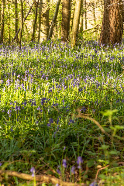 istock Bluebells flowers in Surrey England 1391741151