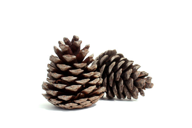 istock Two large cones lie on a white isolated background. 1391742557