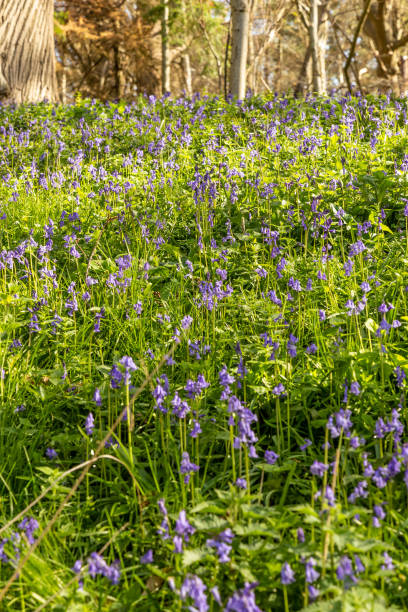 istock Bluebells flowers in Surrey England 1391742628