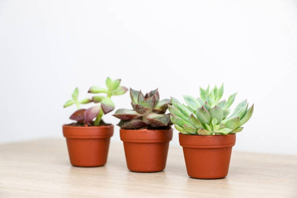 istock Three cute and tiny succulent plants, a Graptopetalum macdougallii plant in focus in foreground, Echeveria purpusorum in the middle and Sedum adolphi behind out of focus, selective focus used 1391743598