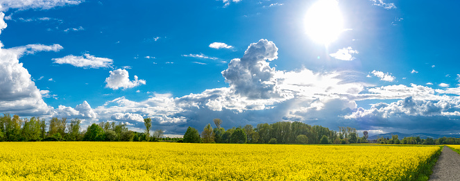 A yellow flowering rapeseed field in spring with dramatic cloudy skies and the bright sun in the sky