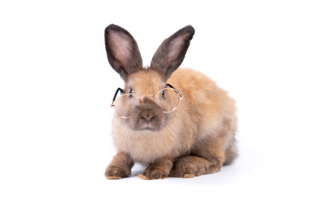 istock Adorable baby easter brown rabbit isolated on white background. Wearing glasses and looking at camera. Lovely action of young bunny rabbit. Cute pet 2 months. 1391743986