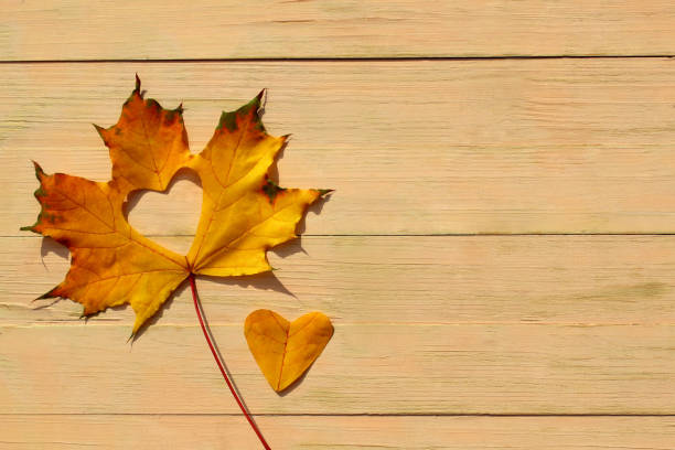 istock On a wooden background lies a maple leaf with a carved heart. 1391744868
