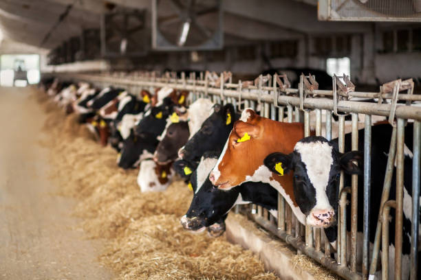 istock Cows on Farm. Black and white cows eating hay in the stable. 1391745041