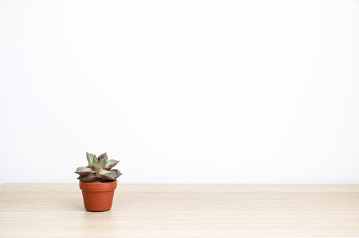 Lovely small Echeveria purpusorum house plant (succulent) in a small brown pot on wooden surface against white wall