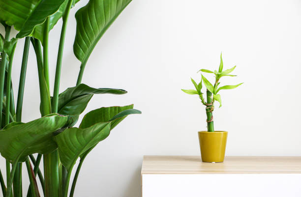 schöne zimmerpflanzen, eine winzige glücksbambuspflanze (dracaena sanderiana) auf holzoberfläche neben der giant white bird of paradise plant (strelitzia nicolai), die das innere dekoriert und auffrischt - golden bamboo stock-fotos und bilder