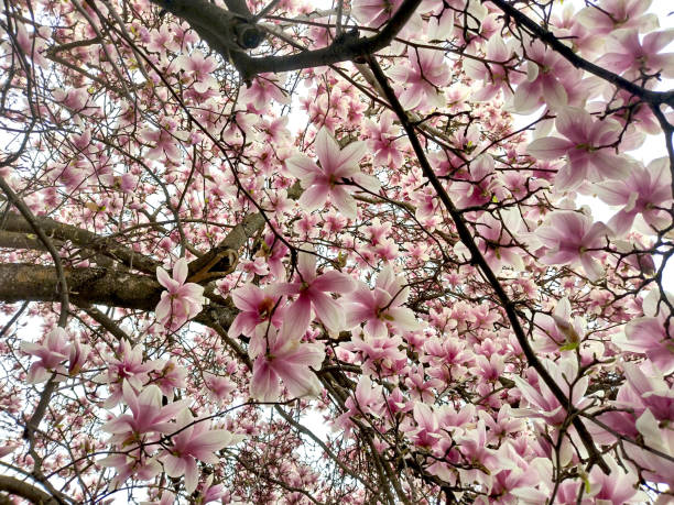 Portrait with copy space of Magnolia Stellata buds and blossoms opening into showy star-shaped flowers on sunny day in Pacific Northwestern garden.