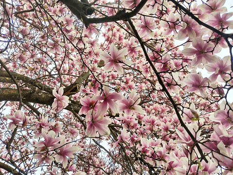 Flowering magnolia tree in the spring - Romania