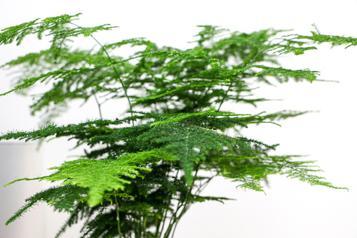 Close up of the texture of leaves from an Asparagus Setaceus plant (commonly known as Asparagus Fern) against white wall