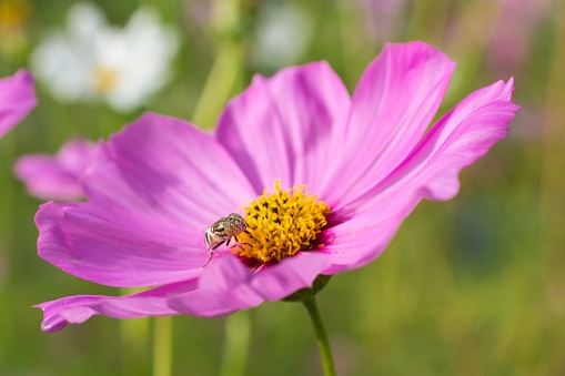Close-up of cosmos flower