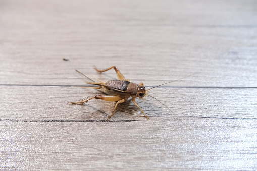 This wooden floor insect is a type of cricket.
